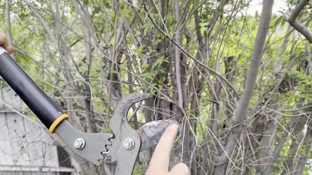 ⁣Fiskars PowerGear2 Lopper Review – 32-Inch Tree Branch Cutter for Heavy-Duty Pruning